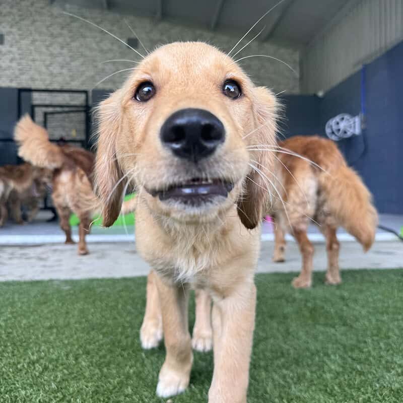 baby golden