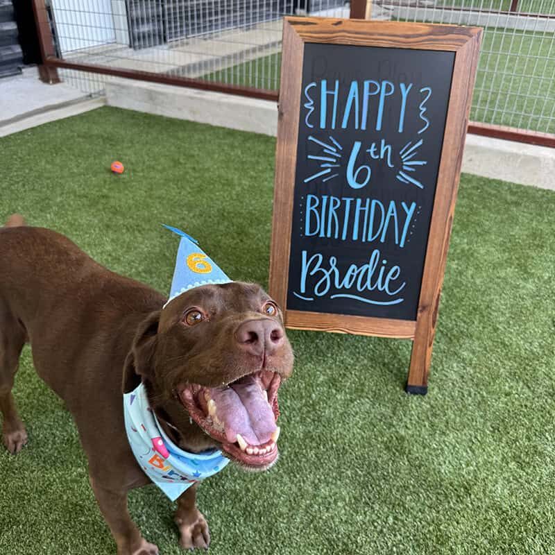brodie birthday